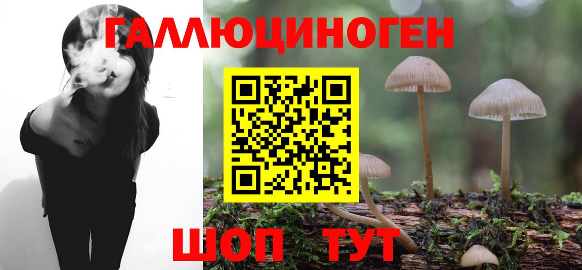 Псилоцибиновые грибы Psilocybine cubensis Асбест